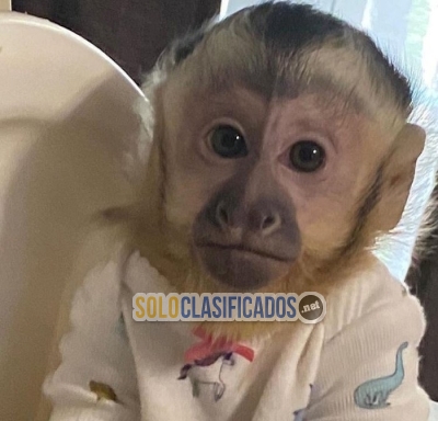 Adoptar adorable bebe de monos capuchinos... 