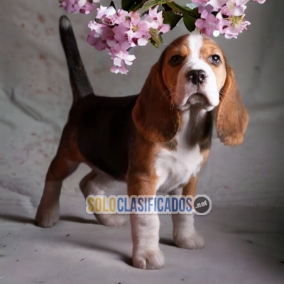 FURRY BEAGLE POCKET AMERICANO FOR SALE... 