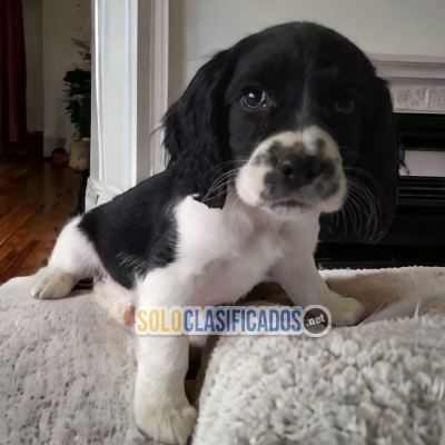 LINDO CACHORRO SPRINGER   SPANIEL  PARA SU HOGAR... 