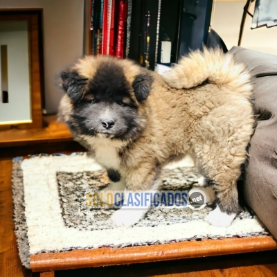 Lovely Puppies Akita Americano... 