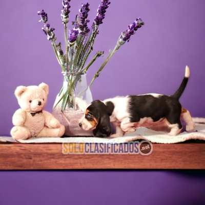 BASSET HOUND A FURRY FOR YOUR HOME... 