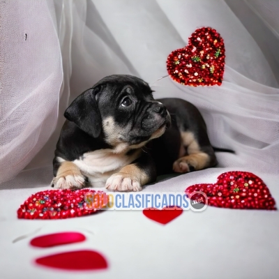 American Bully Magnificos Cachorros... 