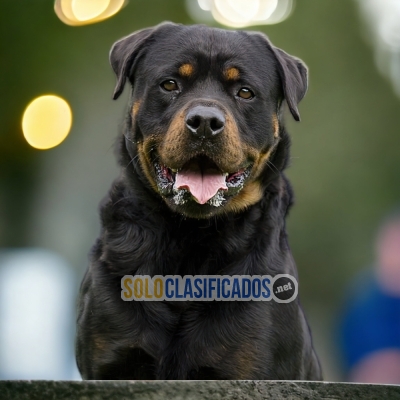 GORGEOUS PUPPIES AMERICAN ROTTWEILER... 