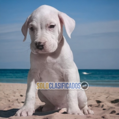 Hermosos cachorros DOGO ARGENTINO... 