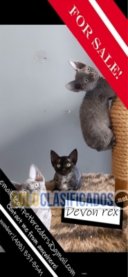 Devon Rex for sale now... 