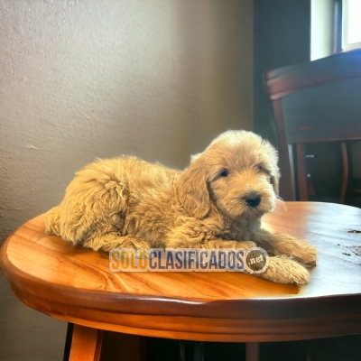 Golden Poodle Unicos Y Bellos Cachorros... 