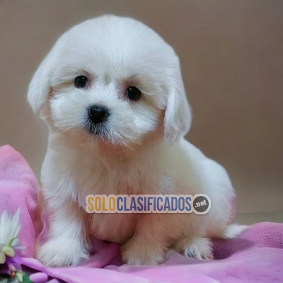 CUTE BICHON MALTES PUPPY FOR SALE... 