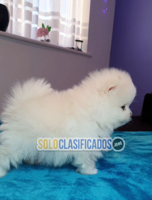 cachorros Pomerania 
