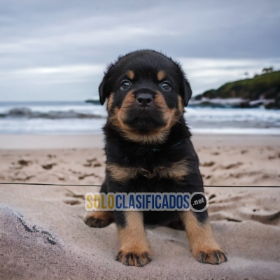 HERMOSO CACHORRO  ROTTWEILER  PARA SU HOGAR... 