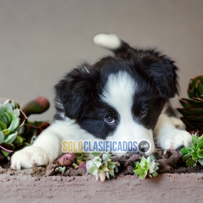 BORDER COLLIE NORMAL  A FURRY FOR YOUR HOME... 