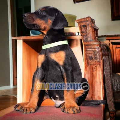 Lindo DOBERMAN para tu hogar... 