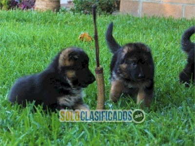 Macho y hembra pastor aleman en venta Whatsapp : +1 (510) 8425184... 