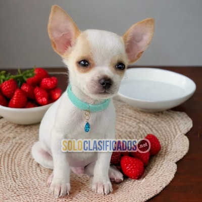 Chihuahua Cabeza de Manzana Elegant Puppies... 