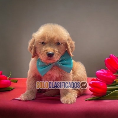 Beautiful puppies available GOLDEN RETRIEVIER with the best marke... 