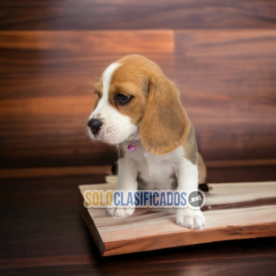 Wonder Beagle Pocket American from your home... 