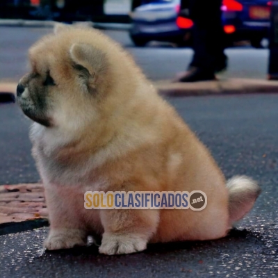 PUPPY ENTERS CHOW CHOW... 