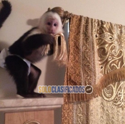 mono capuchino legal en venta  FFFFFFFFFFF... 