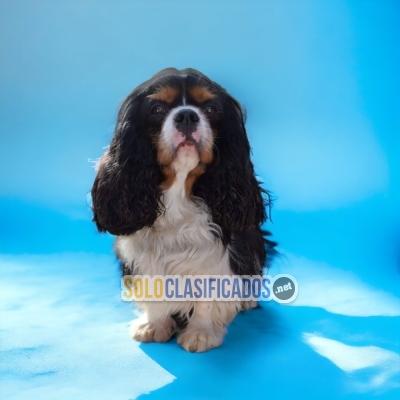 Hermoso Cavalier King Charles Disponible... 