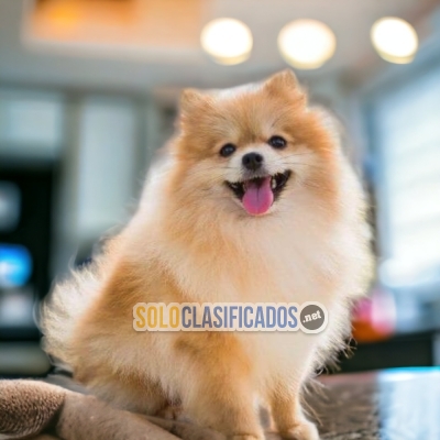 Pomeranian /  Pomeranian available here... 