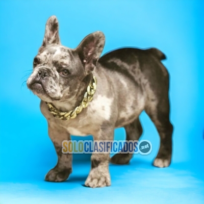 French Exotic Bulldog Cute and Beautiful Puppies... 