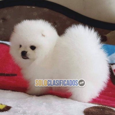 Cachorros pomerania pedigree disponible en venta...