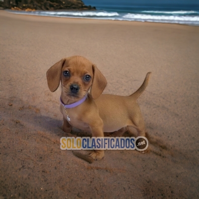 Beautiful puppies available DACHSHUND DACHSHUND with the best mar... 