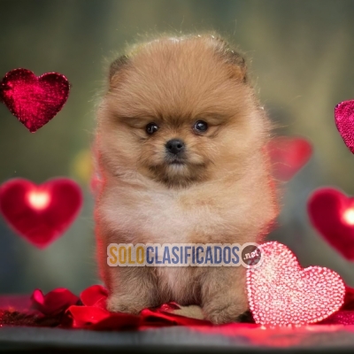 Pomerian Charming and Pretty Puppies... 