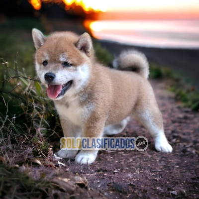 AKITA INU AVAILABLE /DISPONIBLE!... 