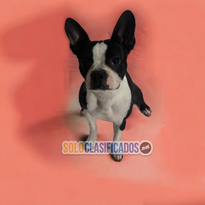 HERMOSO BOSTON TERRIER... 