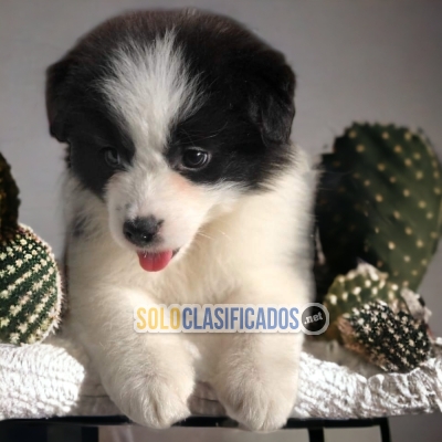 BORDER COLLIE  EXOTICO ANOTHER MEMBER IN YOUR FAMILY TO LOVE... 