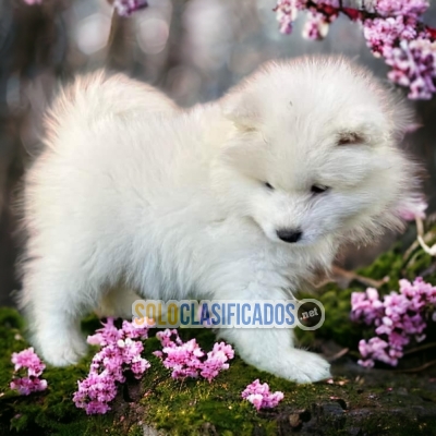Samoyedo Too Cute Just for You... 