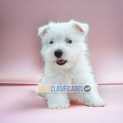 TERRIER BLANCO West Highland... 