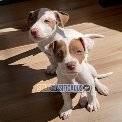 Encantadores cachorros raza Pitbull... 