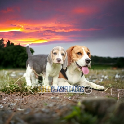 CUTE PUPPY BEAGLE HARRIER... 