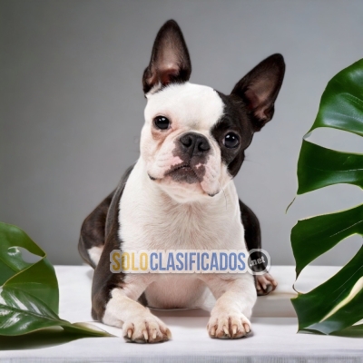 ADORABLE BOSTON TERRIER PUPPY FOR SALE... 