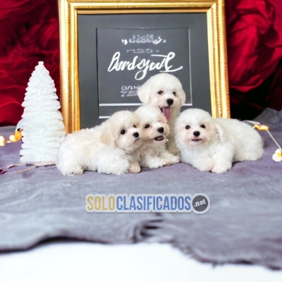 Beautiful puppies available BICHON FRISE with the best market con... 