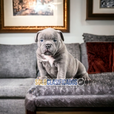 Little AMERICAN BULLY... 