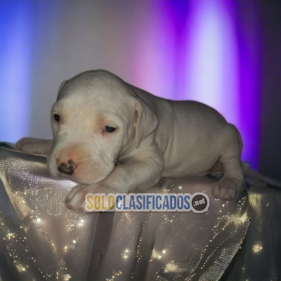 DOGO ARGENTINO DISPONIBLE/AVAILABLEE... 