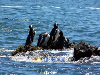 Solo Clasificados - Tours y excursiones en Puerto Montt y la región de Los Lagos - imagen: 1