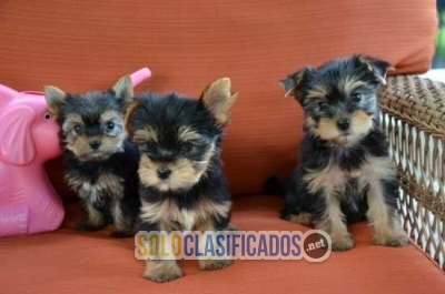 Maravillosos cachorros Yorkie para adopción... 