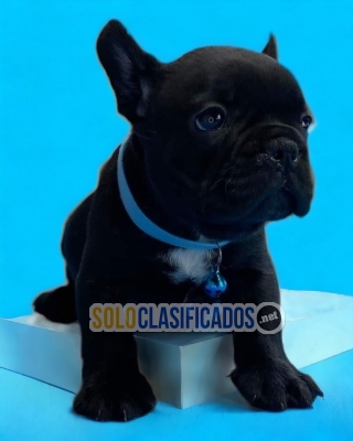 Playful and Adorable French Bulldog Puppies... 