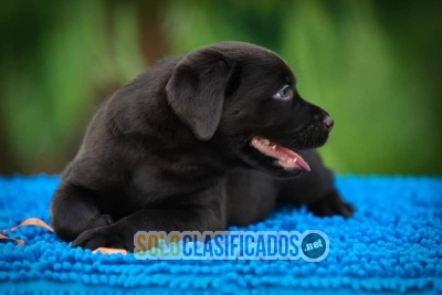 CUTE LABRADOR RETRIEVER CHOCOLATE PUPPY FOR SALE... 