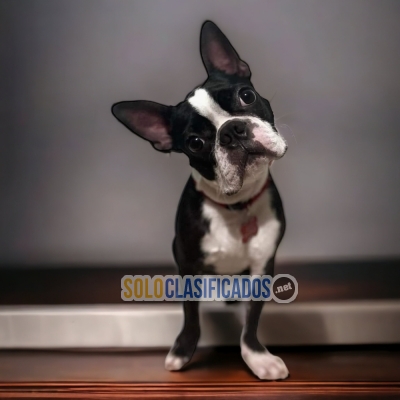 BOSTON TERRIER DISPONIBLE/AVAILABLE... 