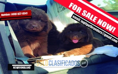 NEWFOUNDLAND PUPPIES FOR SALE... 