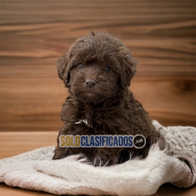 Beautiful puppies available FRENCH POODLE CHOCOLATE with the best... 