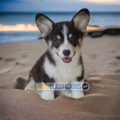 Corgi de Pembroke Amazing Puppies... 