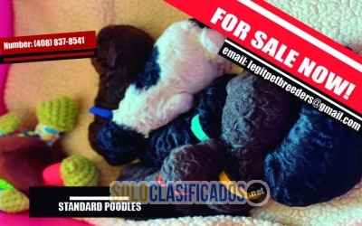 STANDARD POODLES AVAILABLE NOW FOR SALE... 