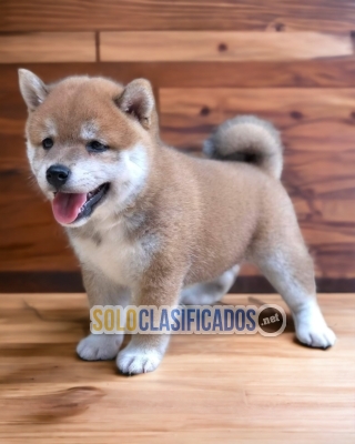 Bello y Encantador cachorro Akita Inu... 