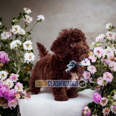 SALE OF BEUTIFUL PUPPIES OF FRENCH POODLE CHOCOLATE... 
