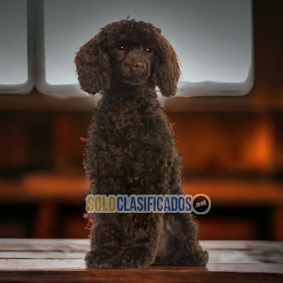 FRENCH POODLE CHOCOLATE AVAILABLIE IN NORTH CAROLINA... 